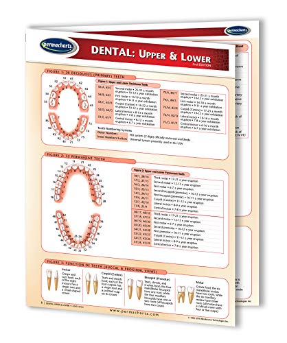 Permacharts Dental Chart - Upper & Lower Quick Reference Guide