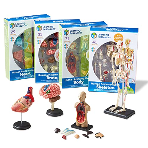 Learning Resources Anatomy Models Bundle Set - 4 STEM Anatomy Demonstration Tools, Ages 8+ Classroom Demonstration Tools, Teacher Supplies