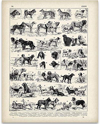 Antique French Dog Breeds Illustration - 11x14 Unframed Art Print - Perfect Vet Clinic Decor or Gift Under $15 to Dog Lovers