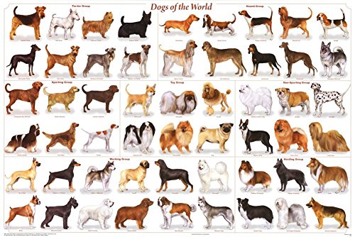 Laminated Dogs of The World Popular Breeds Chart Poster 24x36