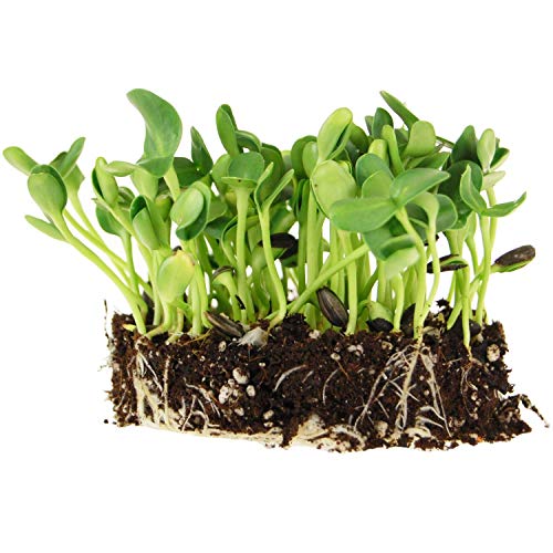 Whole Sunflower Sprouting Seeds: 5 Lb ~ 128,000 Seeds - Black Oil Sun Flower Seeds (Shell On): Microgreens, Sprouts, Flower Gardening - Sun Flower